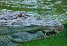 alligator on body of water