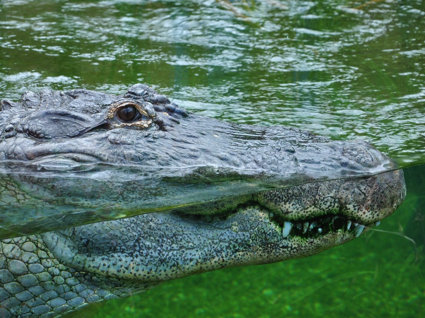 alligator on body of water