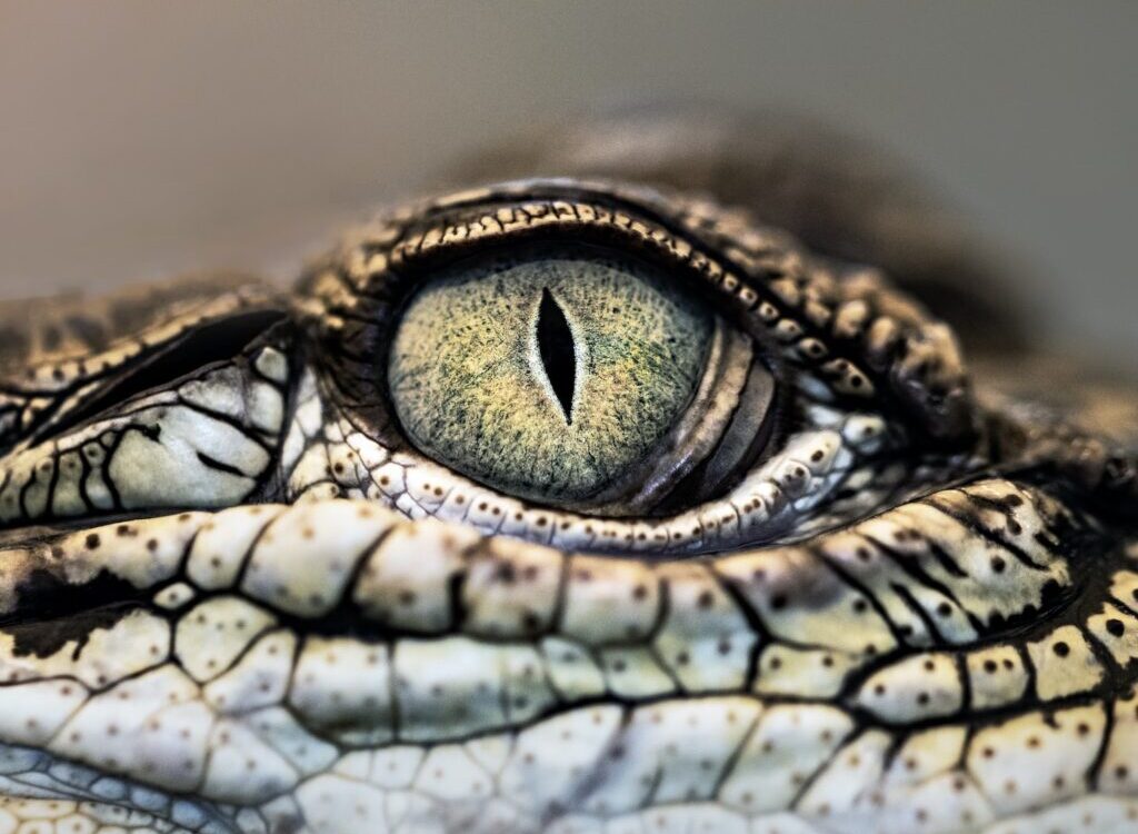 macro photography of crocodile eye