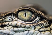 macro photography of crocodile eye