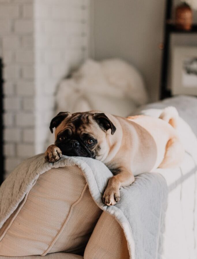fawn pug lying on gray blanket