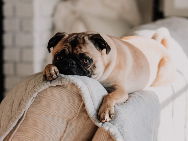 fawn pug lying on gray blanket