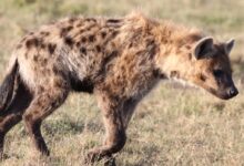 brown and black animal on green grass field during daytime