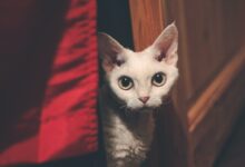 white cat on red textile