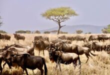 herd of water buffalo on brown grass field during daytime