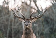 brown deer in tilt shift lens