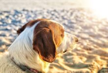 closeup photo of brown dog on sand