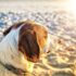 closeup photo of brown dog on sand