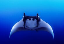 black sting ray