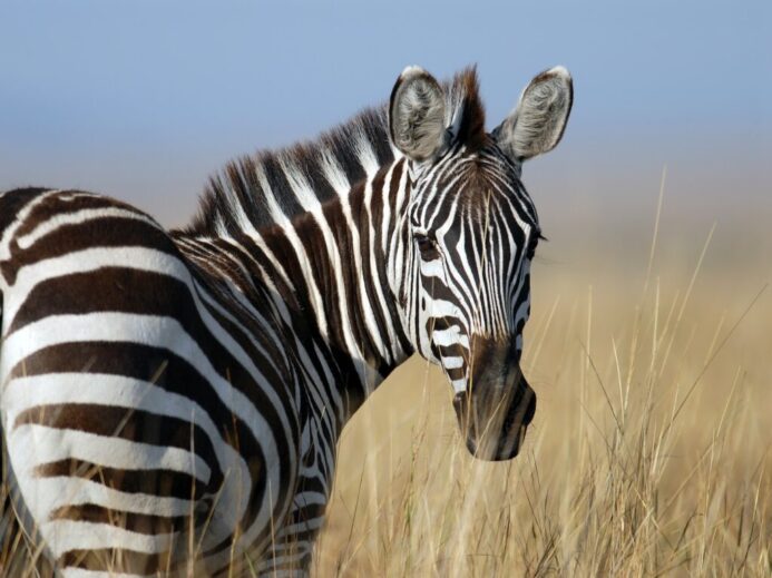 zebra standing on wheat field