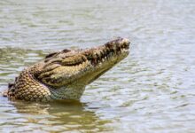 crocodile in body of water during day