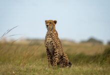 cheetah walking on green grass field during daytime
