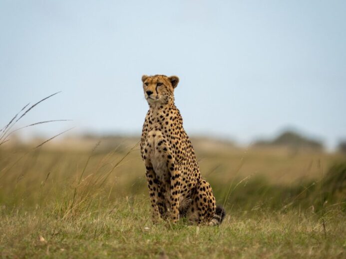 cheetah walking on green grass field during daytime