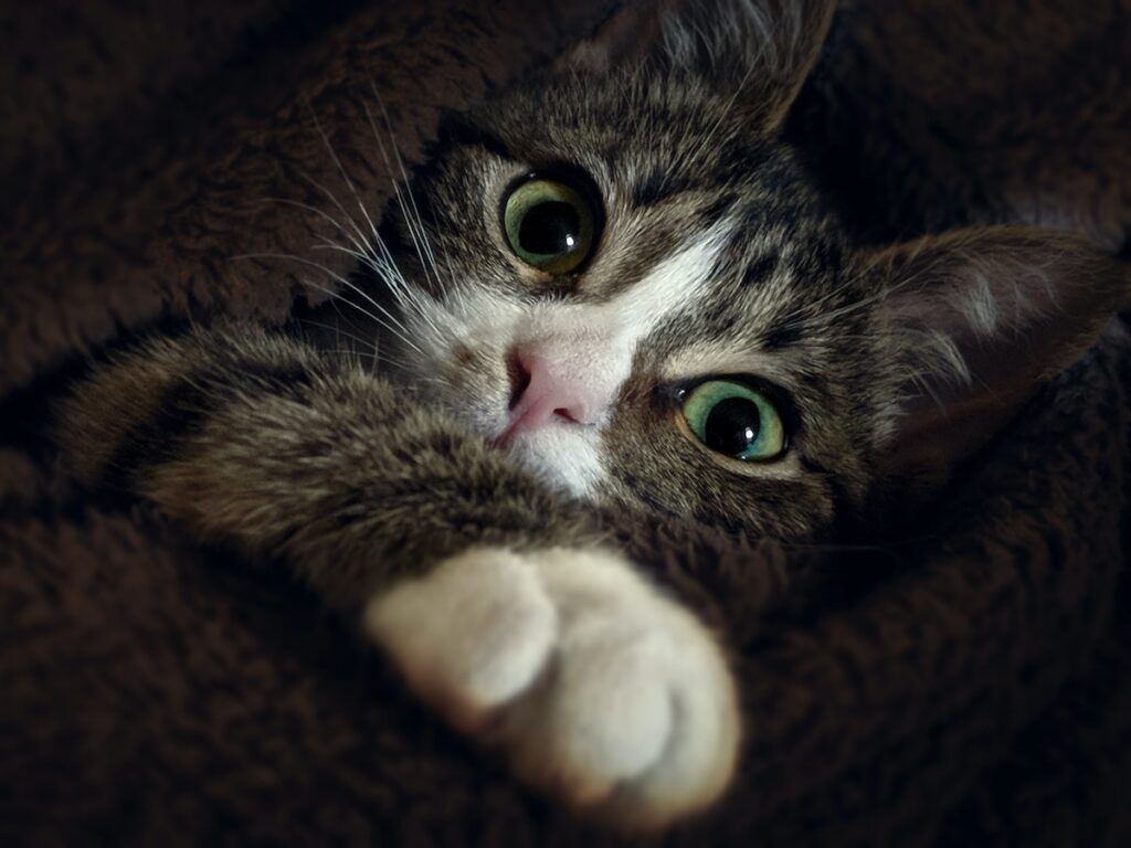 Close-Up Photography of Kitty