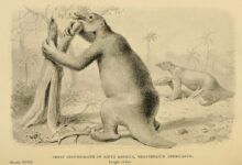 Biodiversity Heritage Library