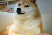 Dogeloverforever