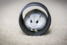 white and gray mouse on white textile