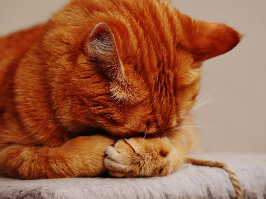 Orange Tabby Cat hiding its Face