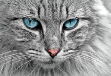 Gray Cat