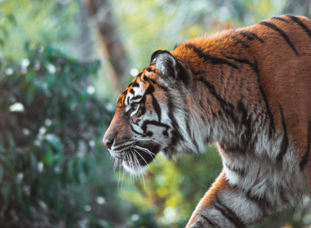 tiger on brown tree branch during daytime
