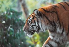 tiger on brown tree branch during daytime