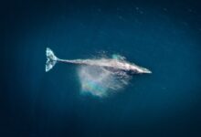 aerial photography of big fish during daytime