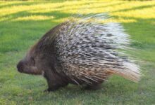 Close-Up Photo of a Porcupine