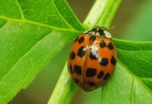 orange and black ladybug on green leaf