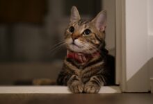 brown tabby cat on white wooden table