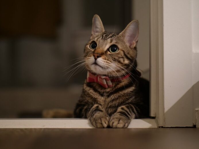 brown tabby cat on white wooden table