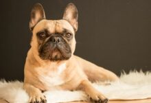 brown and black French bulldog lying on white fur area rug