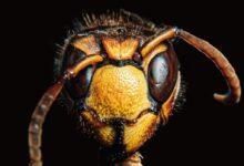 brown insect