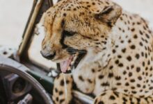 shallow focus photography of cheetah