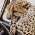shallow focus photography of cheetah