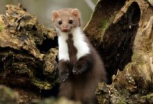 white and brown ferret on brown tree bark