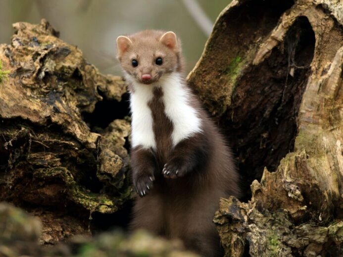white and brown ferret on brown tree bark