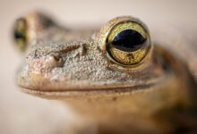 brown frog in close up photography