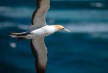 white and black bird flying