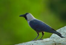 blue and white bird on gray rock