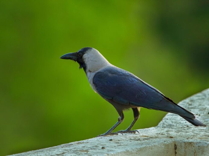 blue and white bird on gray rock
