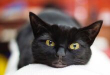 black cat