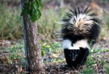 black and white animal on brown tree trunk during daytime