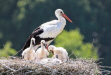 shallow focus photography of white and black bird standing on nest