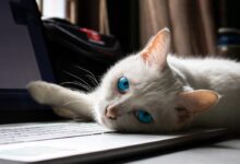 white cat lying on macbook pro