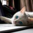 white cat lying on macbook pro
