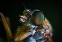 macro shot photography of yellow insect
