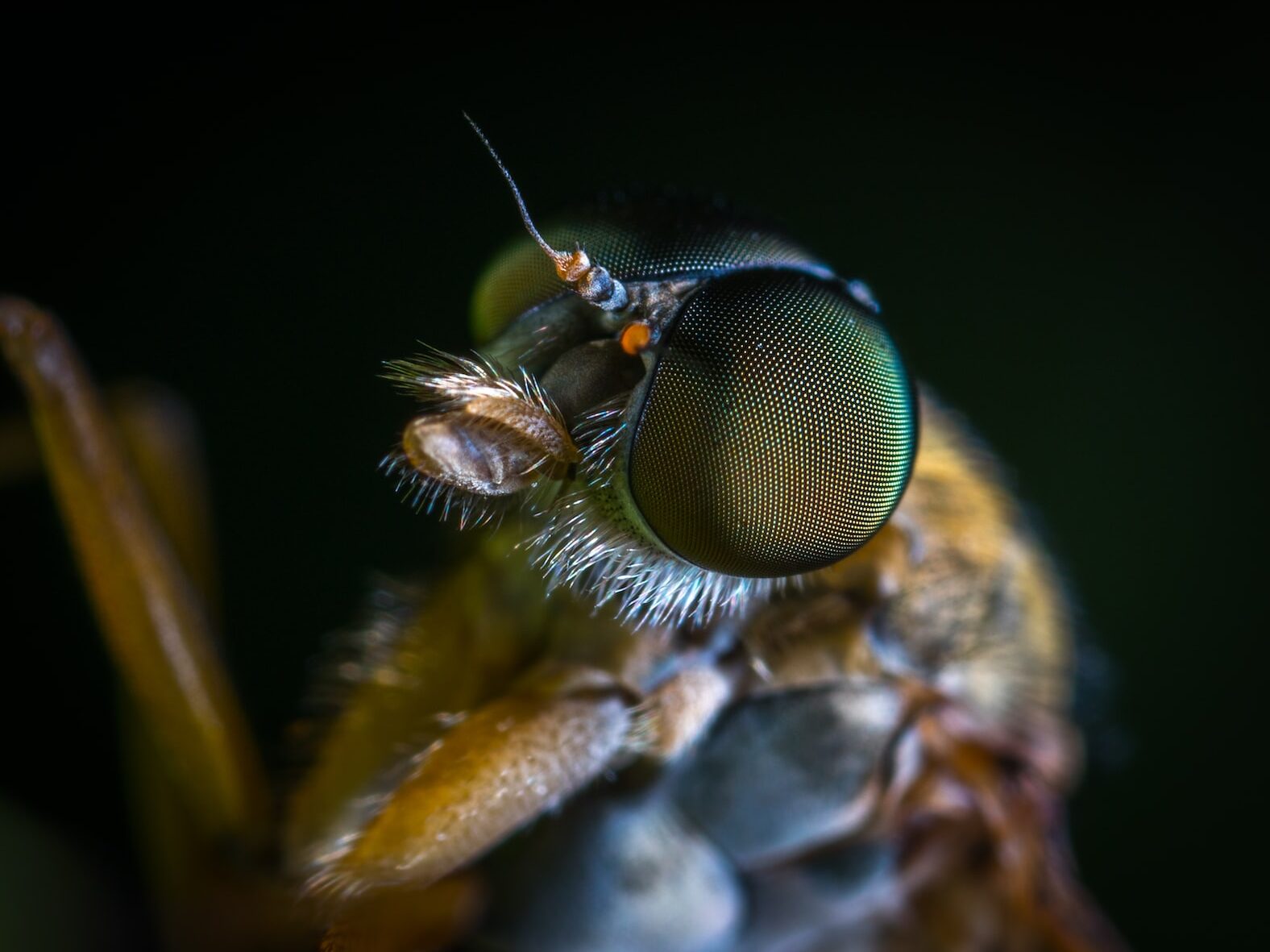 macro shot photography of yellow insect