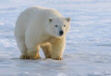 polar bear on snow covered ground during daytime