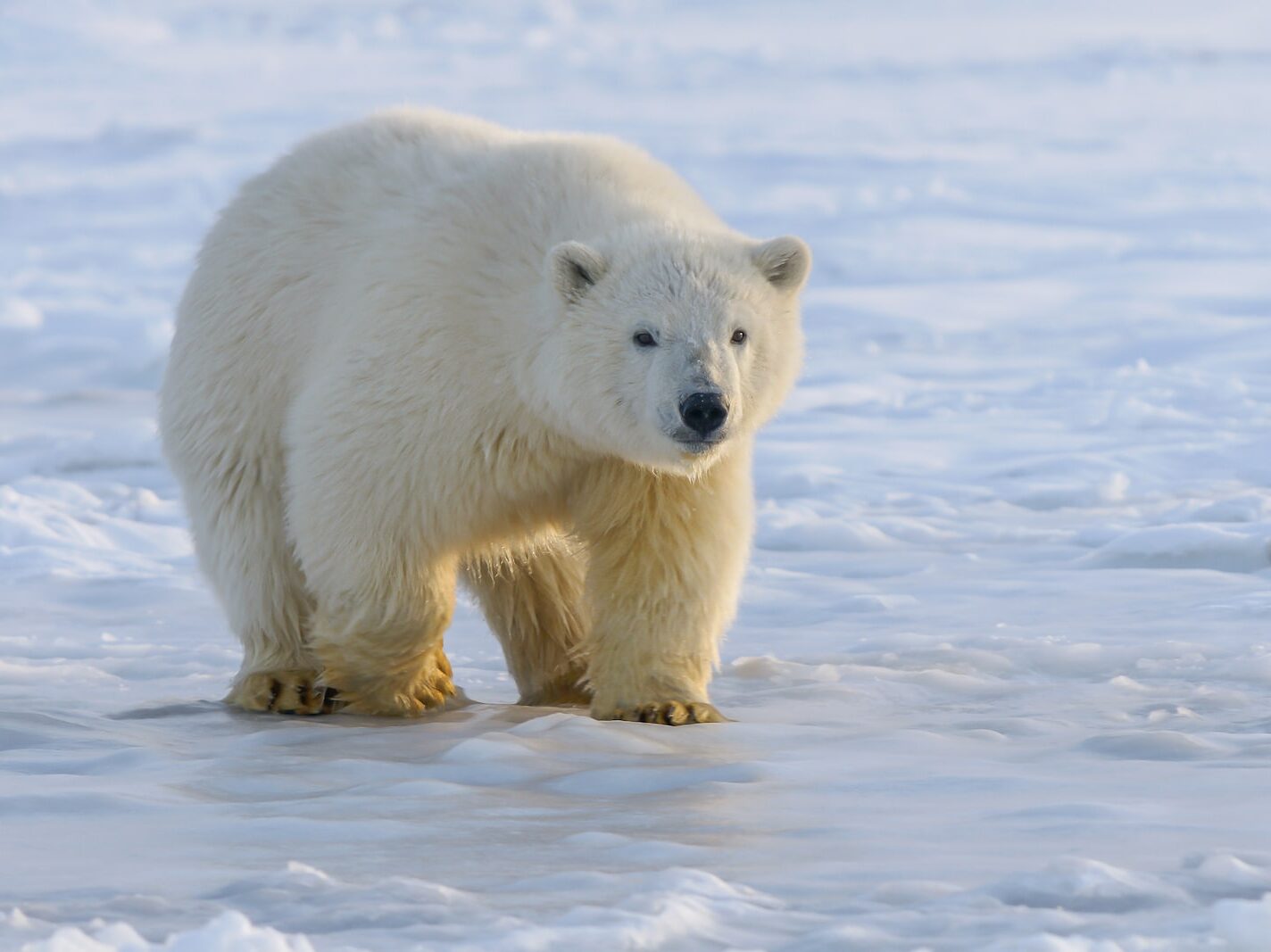 polar bear on snow covered ground during daytime