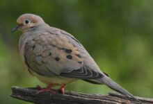 brown and white bird on brown wooden log